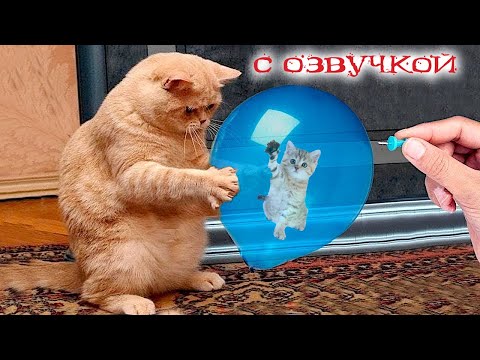 Видео: Приколы с котами с озвучкой! Смешные коты! Смешные животные 2023! funny animals!