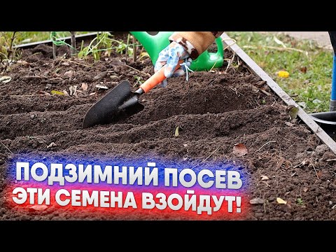 Видео: Подзимний посев   эти семена взойдут!