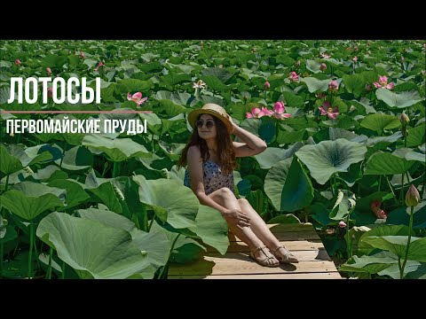 Видео: Лотосы на Первомайских прудах