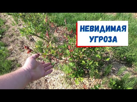 Видео: Самый опасный вредитель