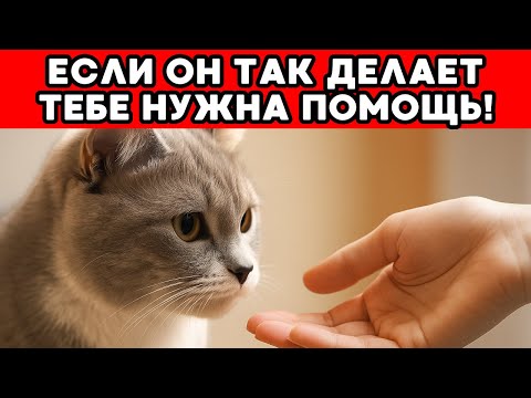 Видео: НИКОГДА НЕ ИГНОРИРУЙ то, что пытается сказать твоя кошка — это может СПАСТИ ТЕБЕ ЖИЗНЬ!