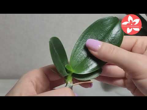 Видео: Детка орхидеи как отделить и пересадить