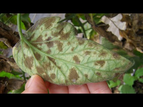 Видео: Несколько заблуждений о болезнях томатов