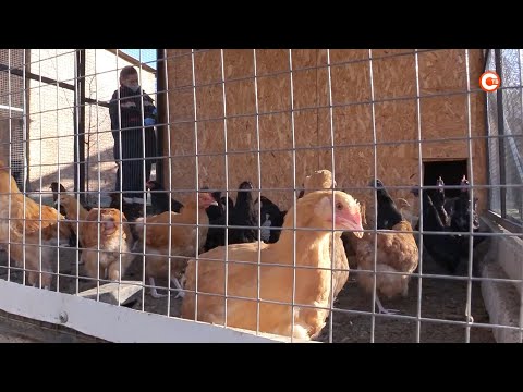 Видео: Домашнюю птицу в Севастополе вакцинируют от болезни Ньюкасла