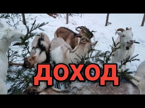 Видео: Можно ли заработать на козах,  бизнес в деревне, итоги года