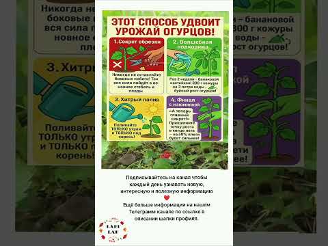 Видео: ЭТОТ СПОСОБ УДВОИТ УРОЖАЙ ОГУРЦОВ