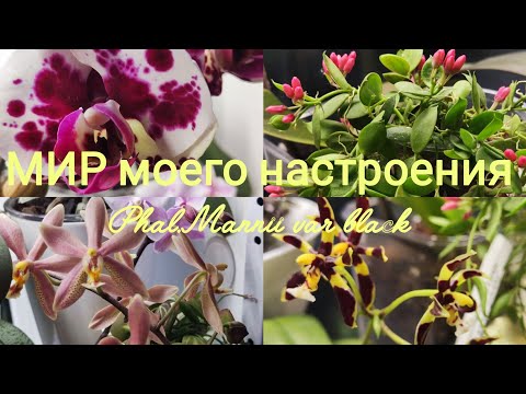 Видео: 08.01.25 Обзоры коллекции орхидей, ч.1.Первое цветение Phalaenopsis Mannii var black