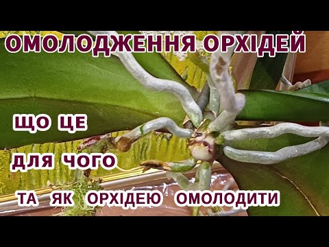 Видео: Омолодження орхідей коли як для чого