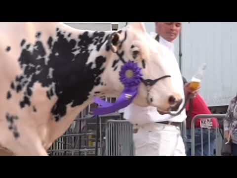 Видео: Ферма коров, условия содержания 