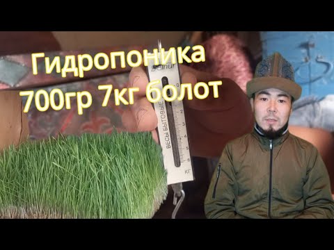 Видео: гидропоника, 700.гр 7 кг алсак болот