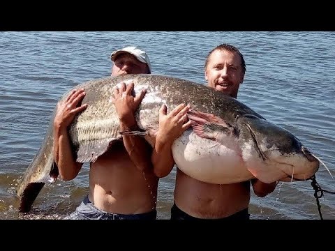 Видео: ВОТ ЭТО МОНСТР 71кг.Ловля трофейного СОМа на реке Припять.Трофей жизни.