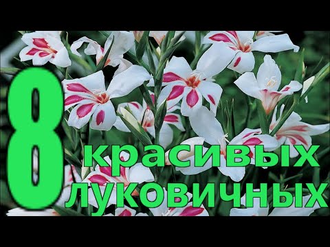 Видео: 8 САМЫХ ПОПУЛЯРНЫХ ЛУКОВИЧНЫХ ЦВЕТОВ весенней посадки в саду/Елена Мир Семян и Цветов