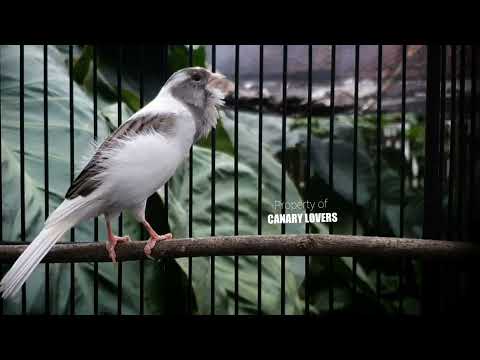 Видео: 8 | CUIT-CUIT❗ ПОЛНЫЙ ЭНЕРГИИ ❗❗Для дрессировки вашей молодой канарейки! #канарейка #мастеринг