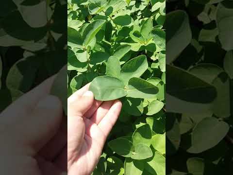 Видео: Жимолость съедобная синяя и розовая. Обзор от Сто Кустов