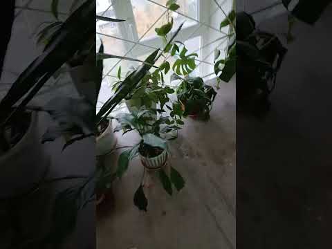 Видео: Музыкальный лифт щлз 2025г.1м.с.со станцией шк 6112