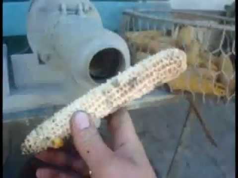 Видео: Самодельная лущилка для кукурузы .