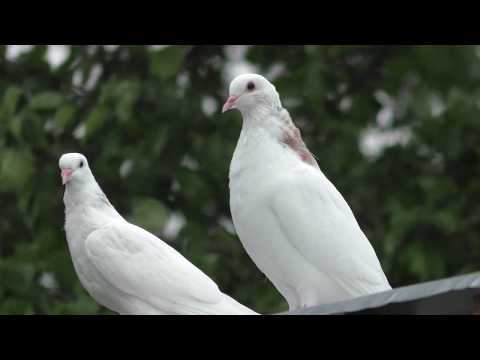 Видео: Мраморные шейки Рахмана,голуби линии Октая !!    Продолжение ....#pigeons#МИРБОЙНЫХГОЛУБЕЙ#