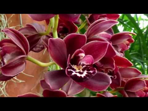 Видео: Цимбидиум. Посадка и основы ухода. Cymbidium Ruby Pendant. Покупка на eBay .