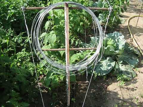 Видео: Шпалера для малины