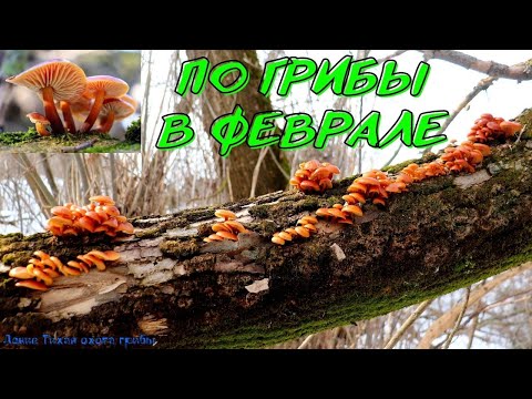 Видео: По грибы в феврале