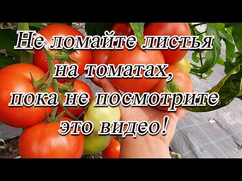 Видео: Не удаляйте листья на томатах до просмотра этого видео! Советы агронома.