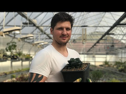 Видео: Коллекция Хавортий Мастера Георгия Аристова. Haworthia collection in Russia. 07.11.2020