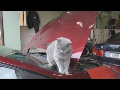 Видео: Будни диагноста - Май 2019