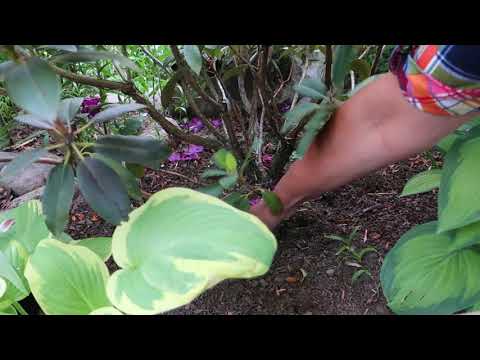 Видео: УХОД ЗА РОДОДЕНДРОНАМИ ПОСЛЕ ЦВЕТЕНИЯ