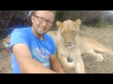 Видео: Рассказ про львицу Нари