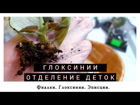 Видео: Глоксинии. Отделение деток от листа.