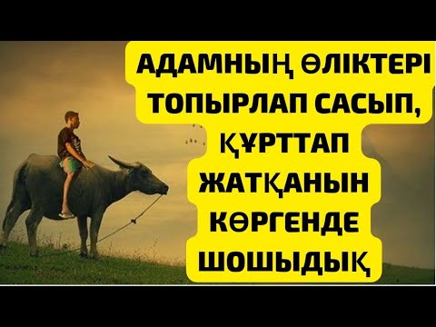 Видео: ӨЛІКТЕР КӨМІЛМЕГЕН ТОПЫРЛАП ҚҰРТТАП ЖАТЫР,ДОСЫМНЫҢ ӨЛІГІН КӨРГЕН МЕН ЗОРҒА КӨМДІМ