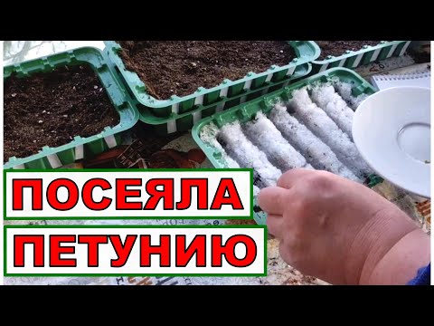 Видео: Старт моим любимым петуниям дан! Посев ампельной петунии. Мой способ  посева