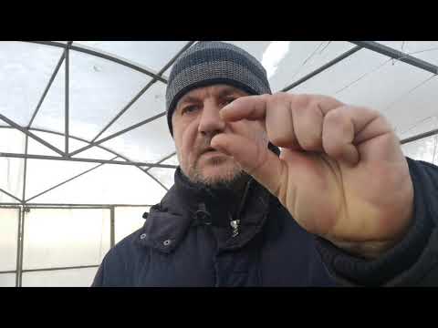 Видео: Без этого стимулятора роста семена не взойдут совсем! Как сеять семена перцев и помидоров правильно!