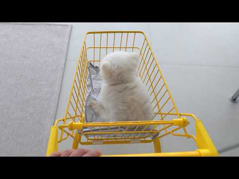 Видео: Мама-ютубер-домохозяйка? Радостный день с нашим деревенским щенком [RuPong Daily V-LOG]