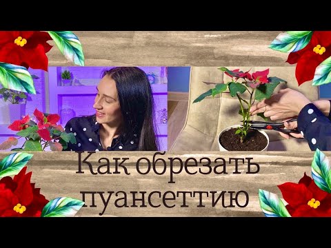 Видео: 🌺КАК ОБРЕЗАТЬ ПУАНСЕТТИЮ/ПРАВИЛА УХОДА И УКОРЕНЕНИЯ ЧЕРЕНКОВ#пуансеттия