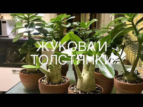 Видео: Адениумы Обесумы, пересадка.