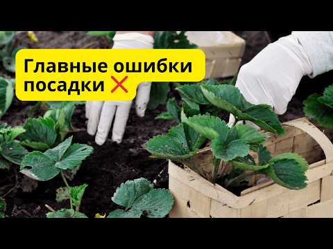 Видео: Посадка клубники осенью 🌿 Ошибки, которых нельзя допускать!
