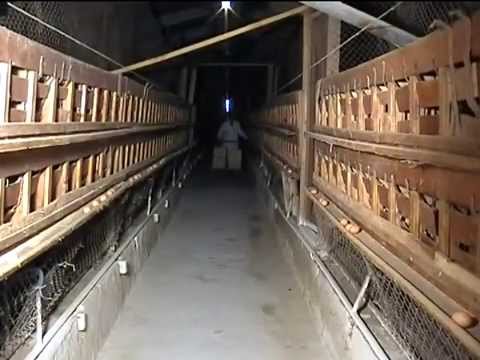 Видео: Утримання батьківського стада та вирощування ремонтного молодняку несучих порід курей