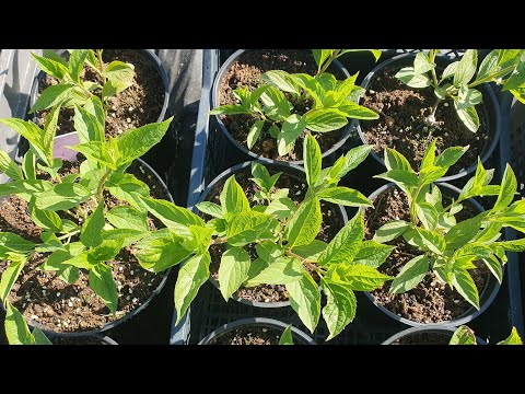 Видео: "Замерли черенки метельчатых гортензий? Не пугайтесь!