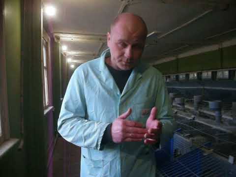 Видео: Стоит ли разводить кроликов?Можно ли заработать на кроликах?ЧАСТЬ 1