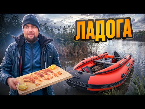 Видео: Секреты ловли окуня в Ладоге: осень, холодная вода и точные приманки, помогли нам приготовить обед