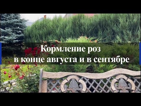 Видео: Кормление роз в конце августа и в сентябре. Питомник растений Е. Иващенко