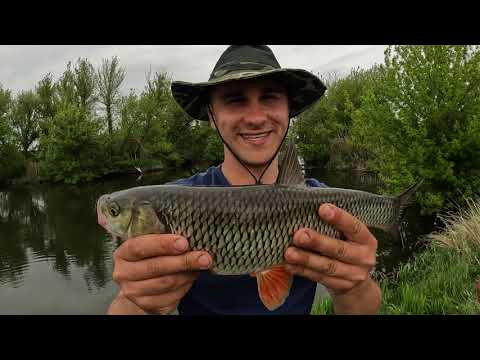 Видео: Сутки на Реке с Карпятниками! Ловля Головля! Сом, Окунь и бель...