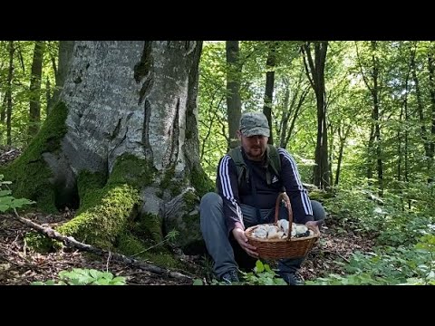 Видео: Ця Дорога не Відпускає!!! Ходив-Ходив Три Місця ЗНАЙШОВ КОРЗИНА ПОВНА БІЛИХ ГРИБІВ..ОСІНІ ГРИБИ 2024