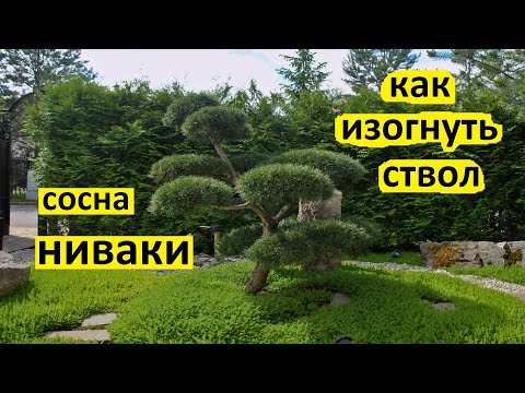 Видео: Как сформировать сосну ниваки с изогнутым стволом. Стили сосны ниваки: сякан или моёги.