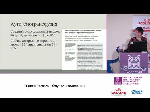 Видео: Гареев Рамиль. Опухоли селезенки.
