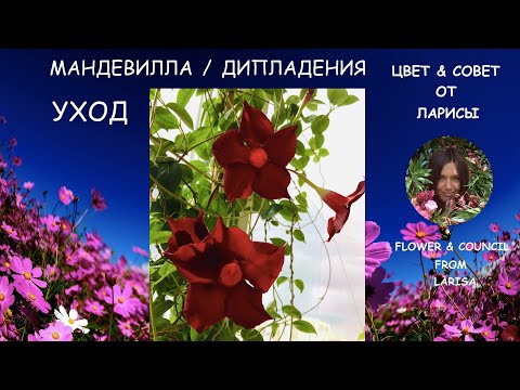 Видео: МАНДЕВИЛЛА ИЛИ ДИПЛАДЕНИЯ ЦВЕТЕМ КРУГЛЫЙ ГОД  |  Уход за мандевиллой в домашних условиях