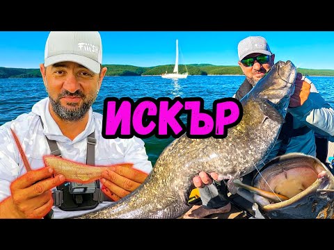 Видео: КОСТУР изяжда ЩУКА! СОМ на МИДИ от Лидъл! Catch & Cook на яз. Искър!