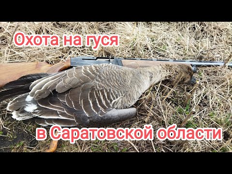 Видео: Охота на гуся 2022 в Саратовской области