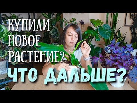 Видео: Что делать с новым растением после покупки? #комнатныерастения 